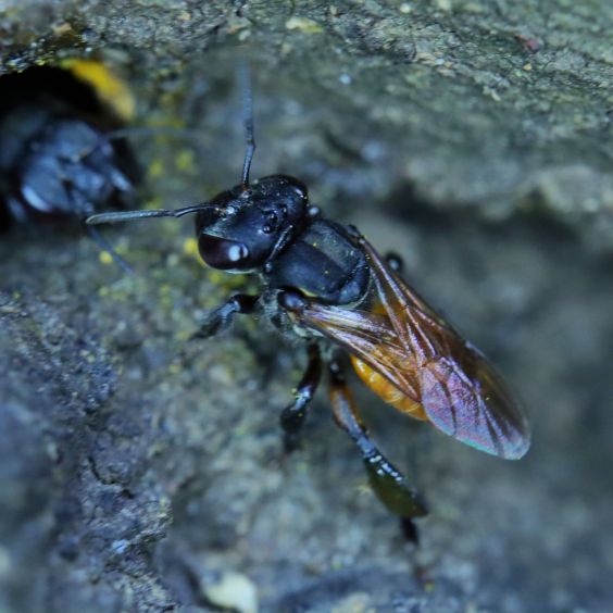 cephalotrigona zexmeniae Tasmaga